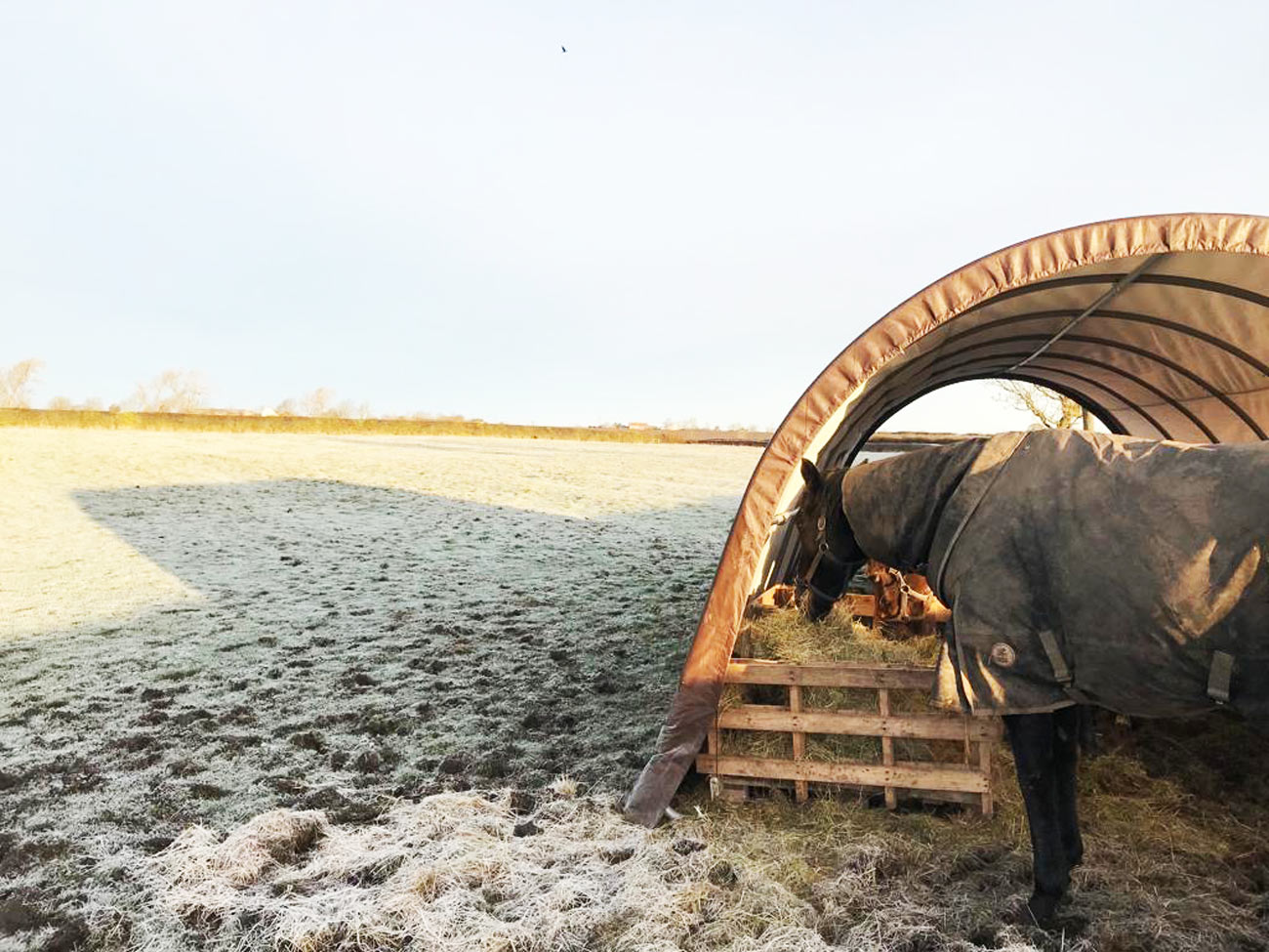 Super cold for an ex-racehorse