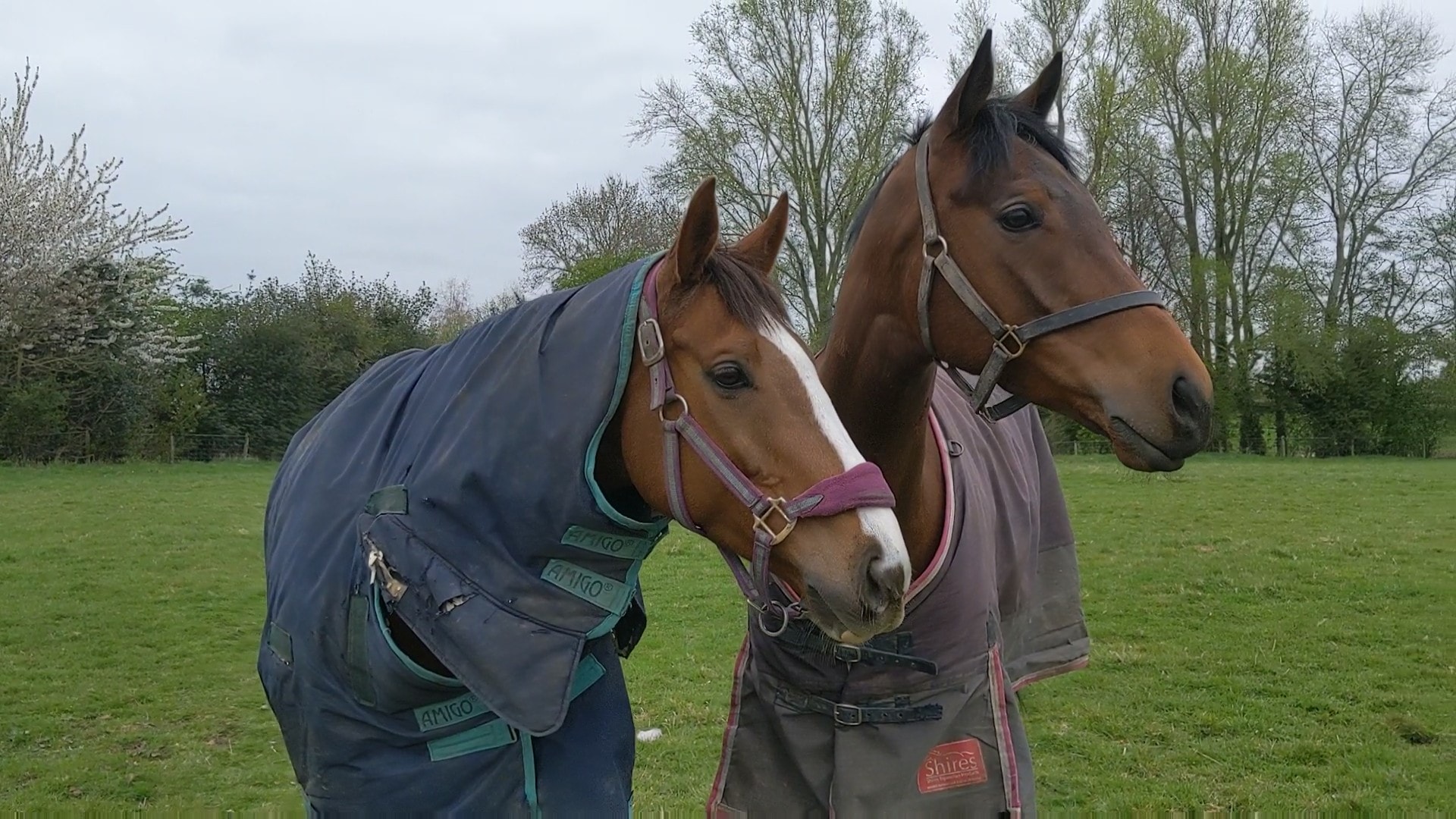 A lovely picture of Cornborough (left) and Risaalaat out in the paddock this morning.
