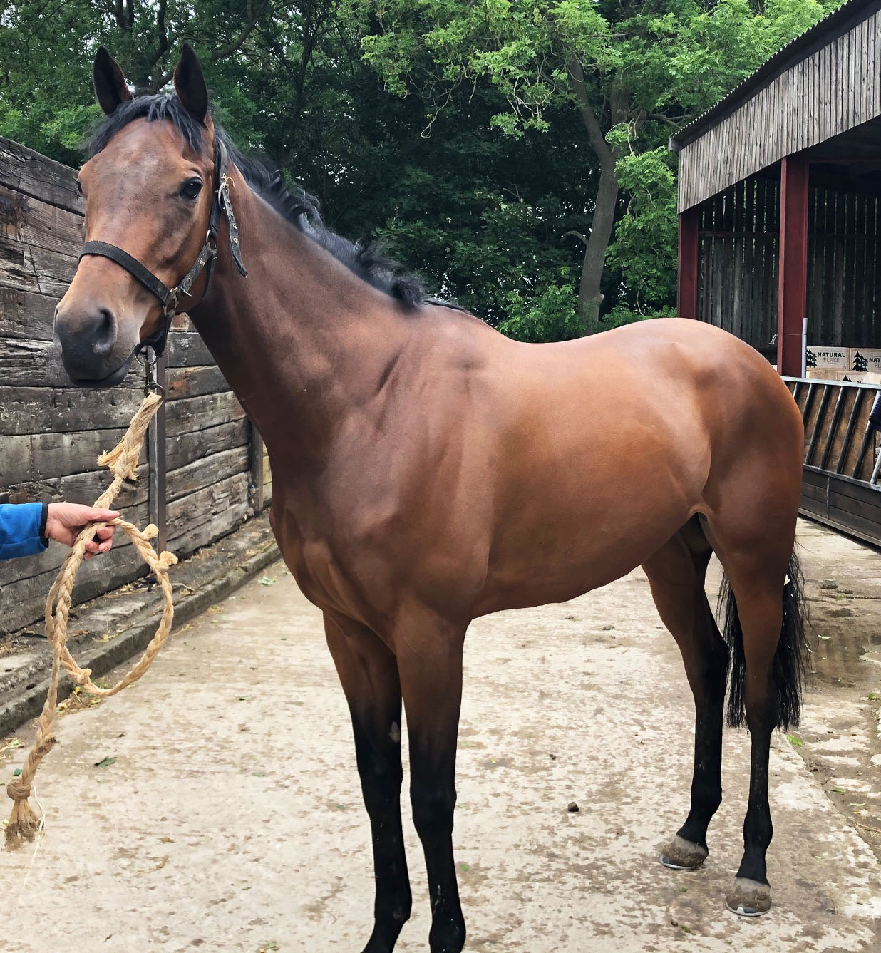 Rizzo’s having a chilled out Sunday ahead of her race on Tuesday evening at Wolverhampton