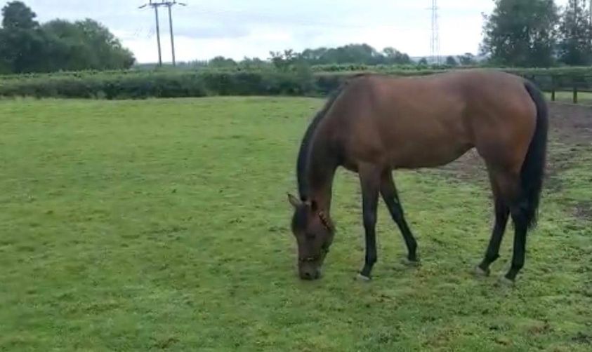 Risaalaat chilling this afternoon showing her enthusiasm for her stable mate’s win – huge well done to the owners of Carlovian!