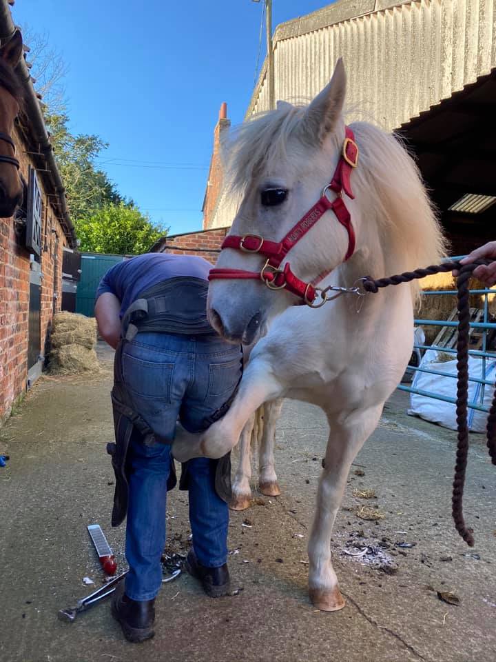 Farrier day today and all the mares, foal and pony Pearl have had their feet trimmed