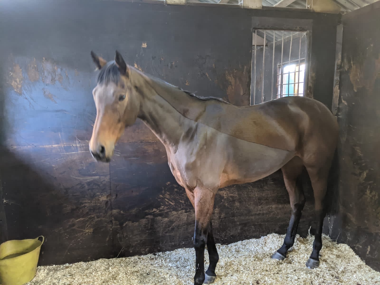 Risaalaat looking as wonderful as ever – on her way now to race at Kempton this evening.