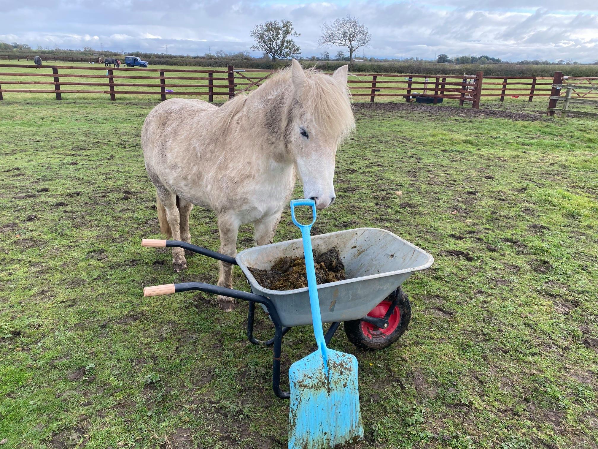 Pearl is our companion pony for our thoroughbred foals, and we have offered her up to Boris for negotiations for Brexit