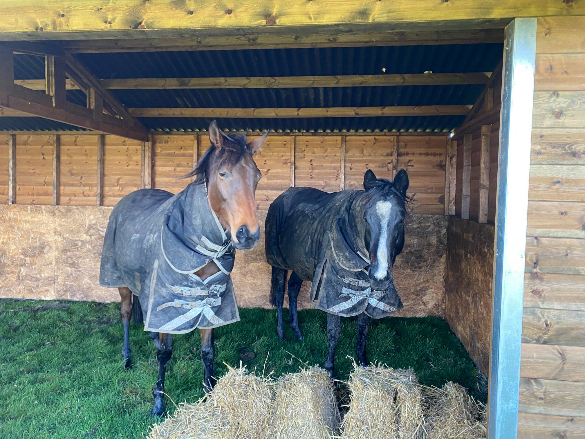 Well the mares have sorted out their ‘bubble’