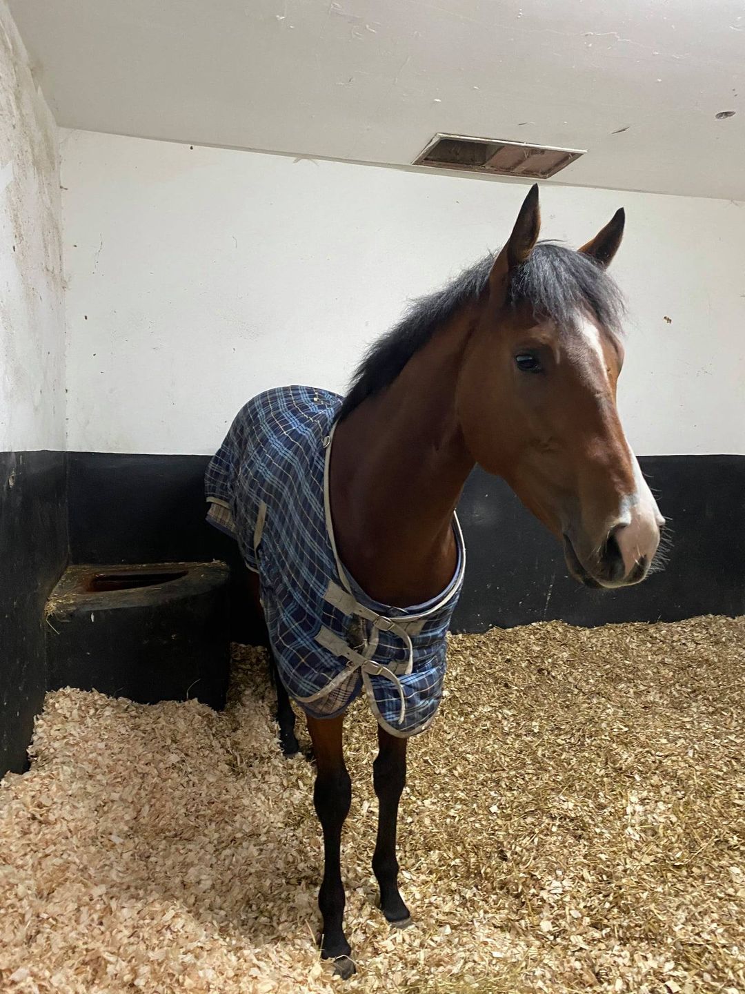 Tipperary Tiger showing a ‘slight’ concern that Risaalaat has been withdrawn to race tonight at Kempton due to her having a sore throat
