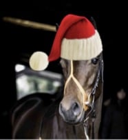 Not to be outdone by Tipperary Tiger, Risaalaat looking super cool in her Christmas hat.