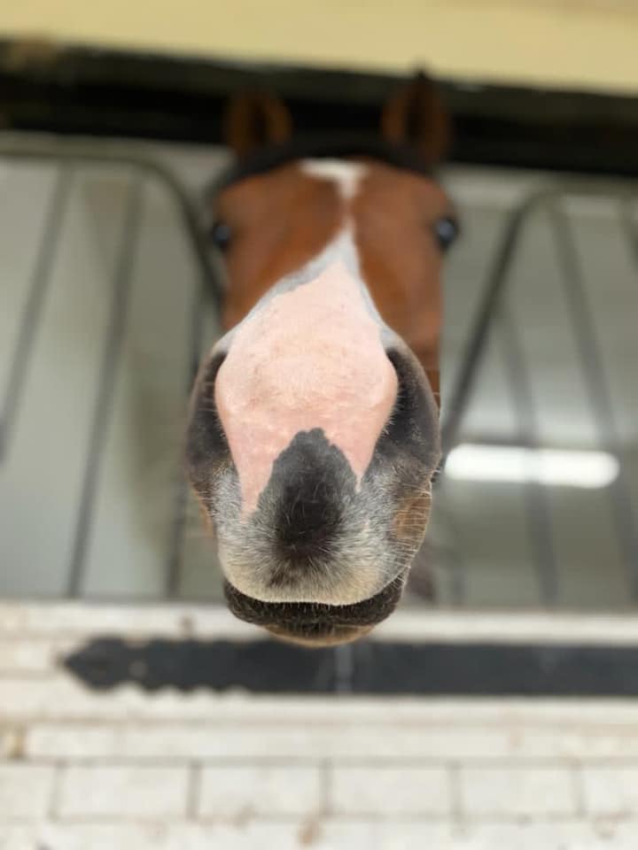 Someone is counting down the days until they race next Best nose in the yard…