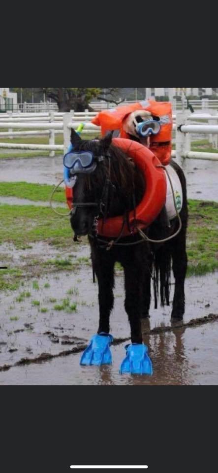 To all those wading through mud, water to get to their horses