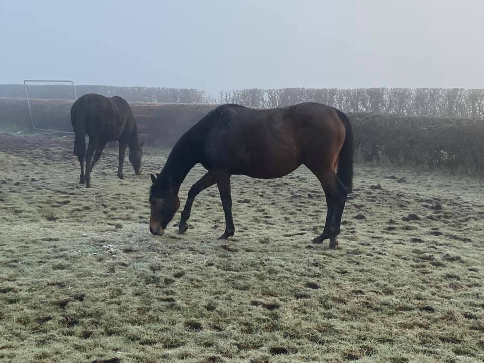 Pregnant mares in the mist