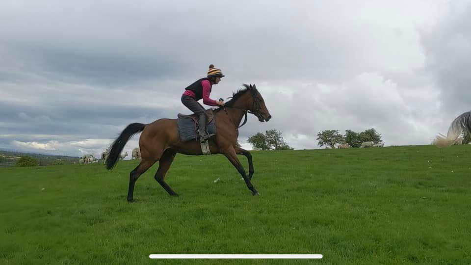 Rizzo and Annie having gentle canter around the fields