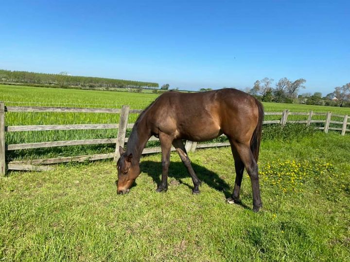 Gregorian filly yearling loving the fresh grass and sunshine