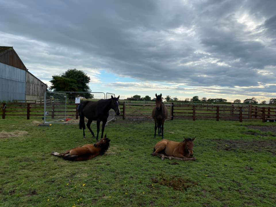 And the bronze medal for Synchronised Foals goes to …..
