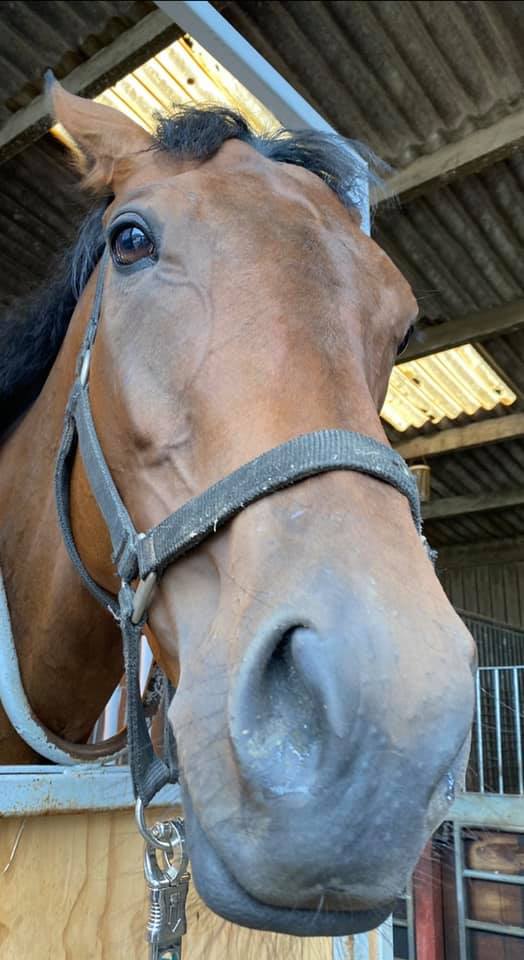 This is the nose we want to see in front tomorrow Risaalaat running at Kempton and the owners on and off the track will be shouting her home For shares is our Rizzo check out letsgetracing.co.uk