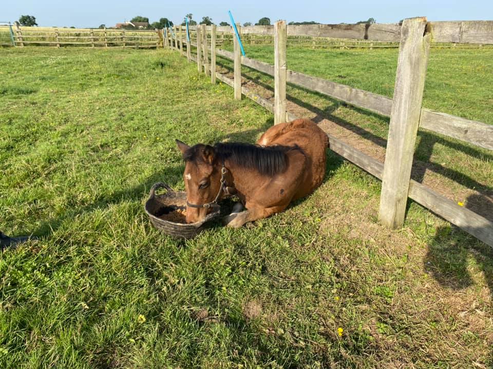 Breakfast in bed this morning for the Charming Thought- Passionate Love filly foal