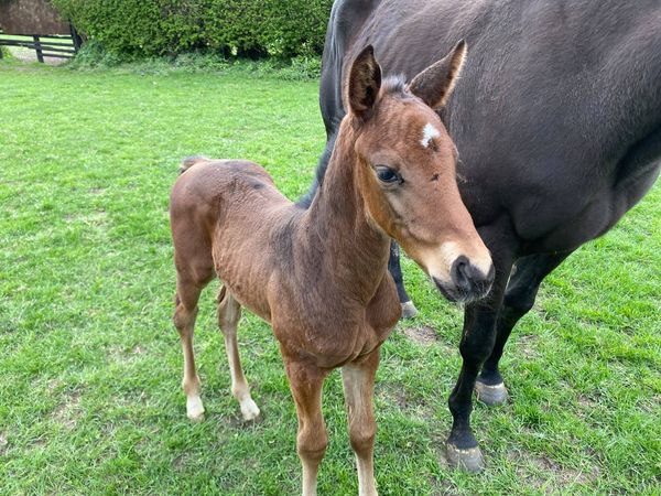 And onto the next part of Coco ( Gregorian_Passionate Love) the yearlings journey into horse racing.